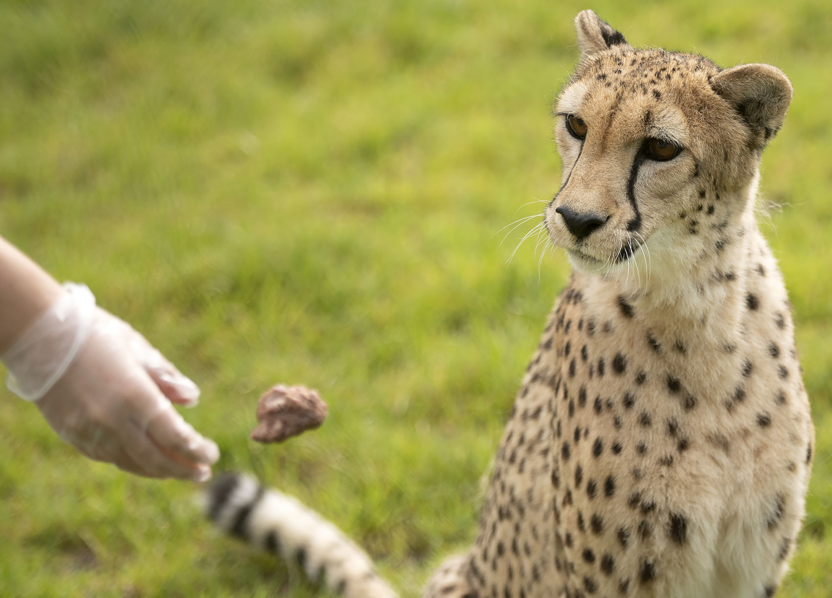 cheetah race